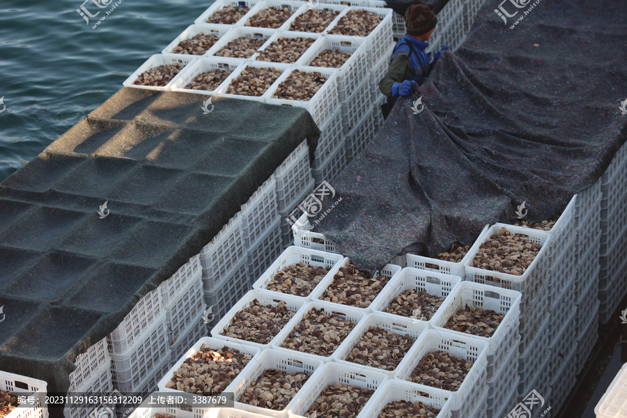 扇贝苗分拣渔业养殖育苗水产运输