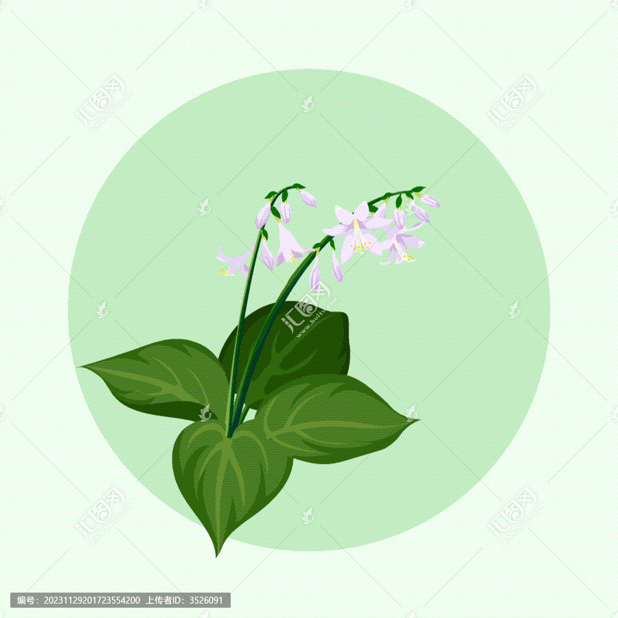 玉簪