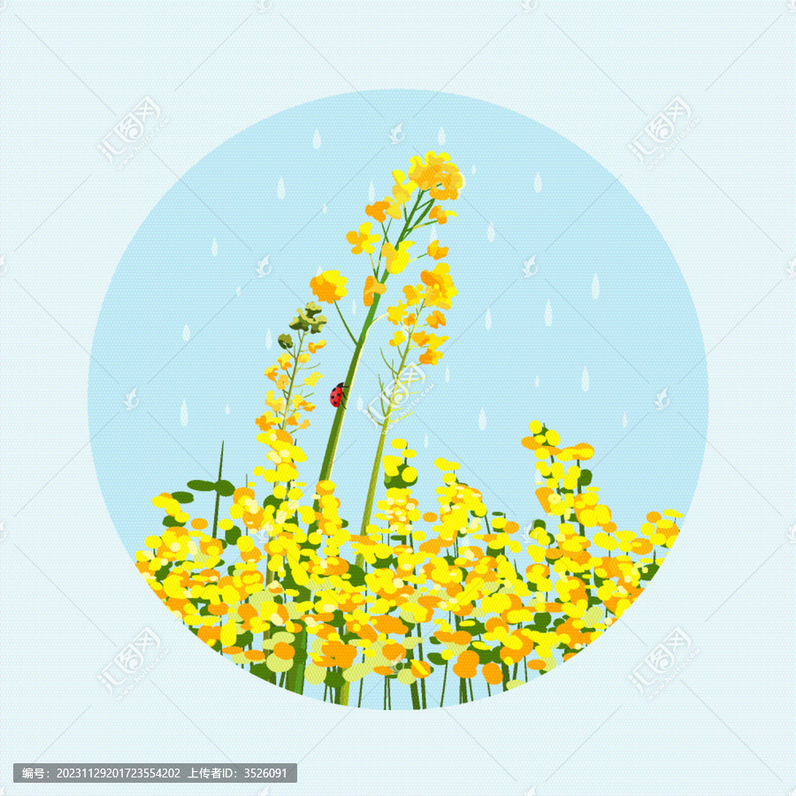 油菜花