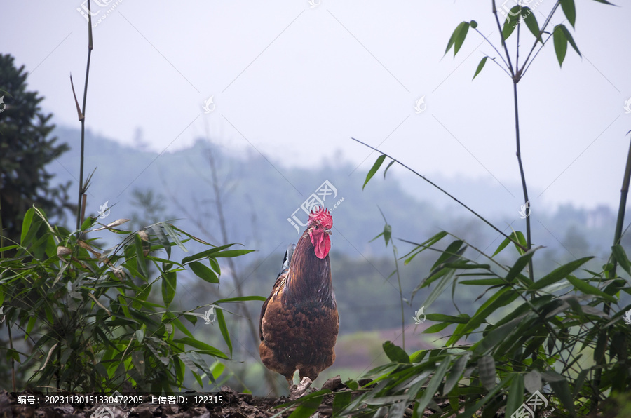 山野公鸡