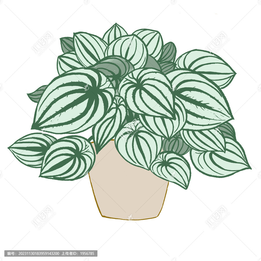 绿植插画观叶植物手绘盆栽小清新