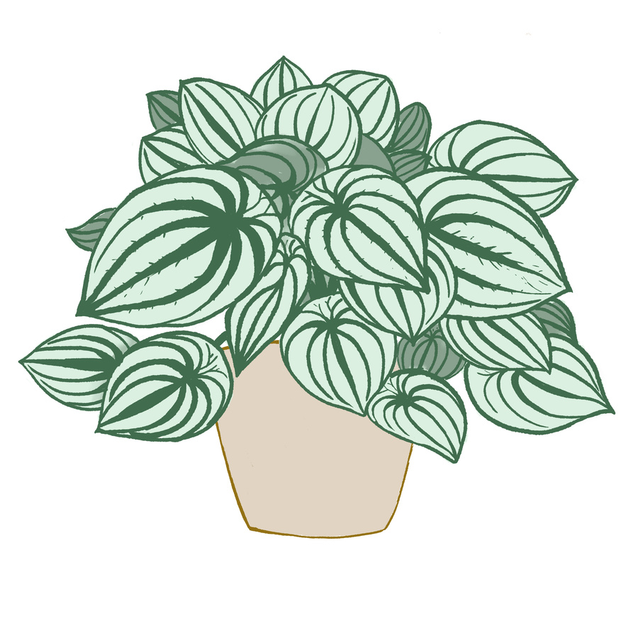 绿植插画观叶植物手绘盆栽小清新