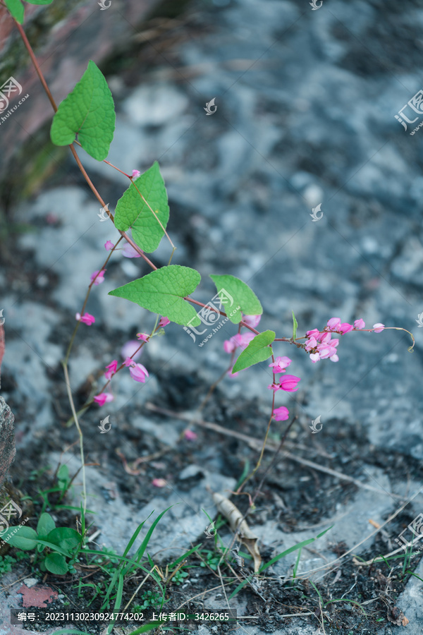 盛开的龙吐珠花