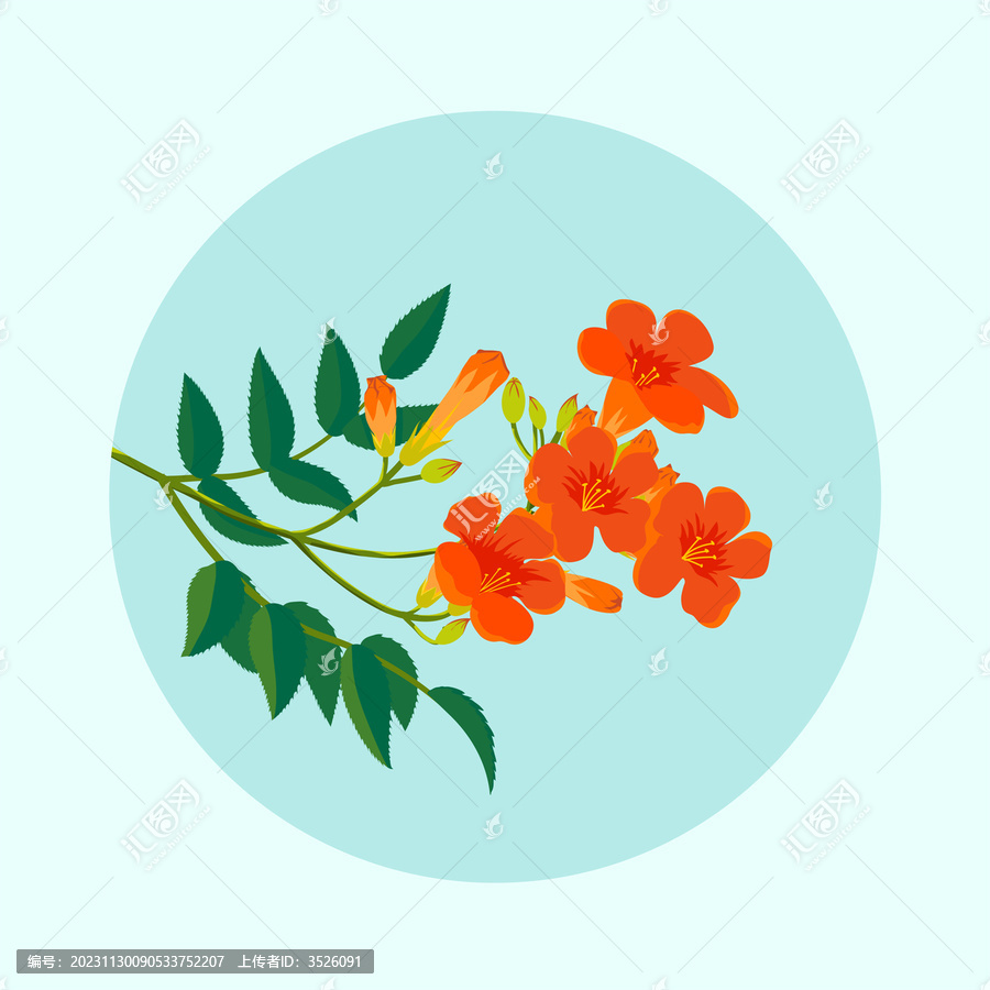 凌霄花