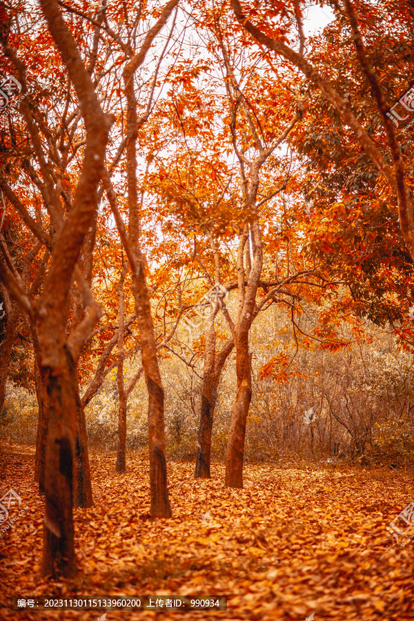 橡胶林的秋天