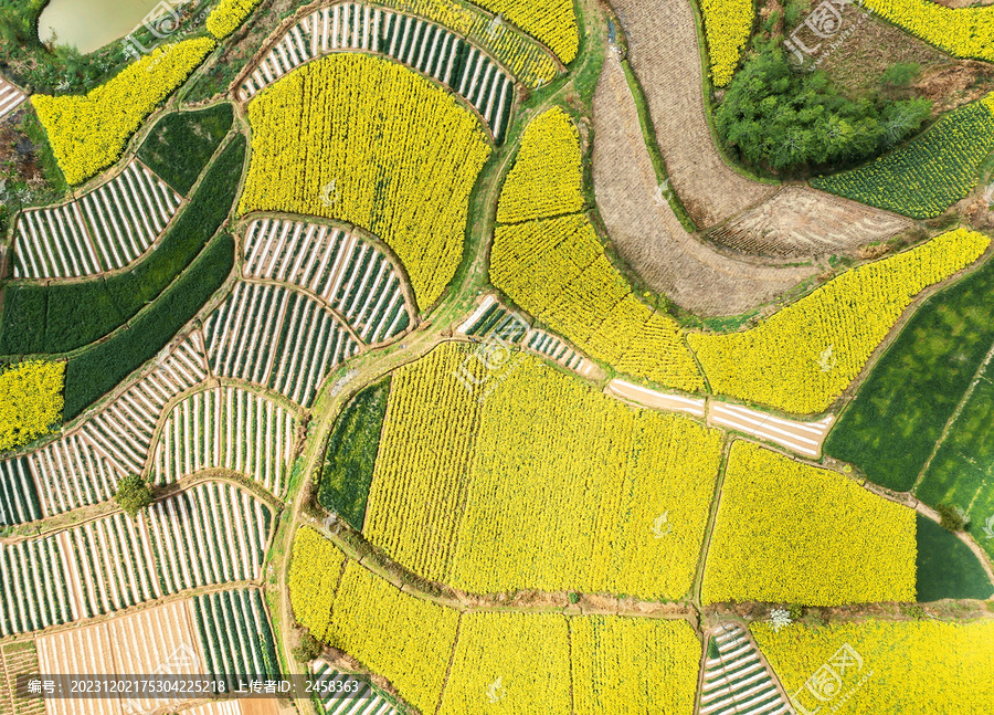 航拍四川乡村油菜花盛开