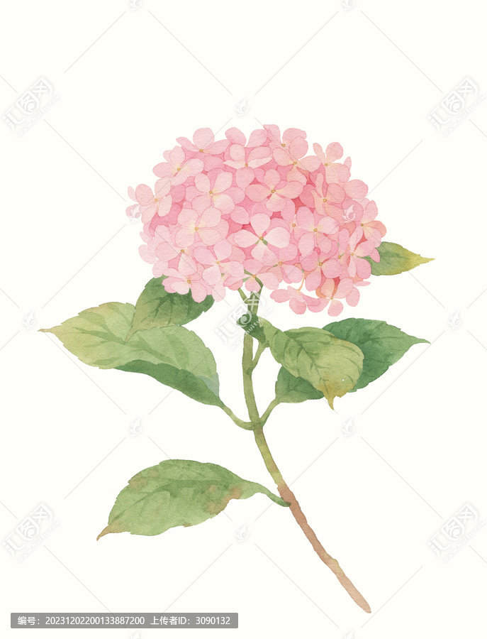 水彩繪畫繡球花