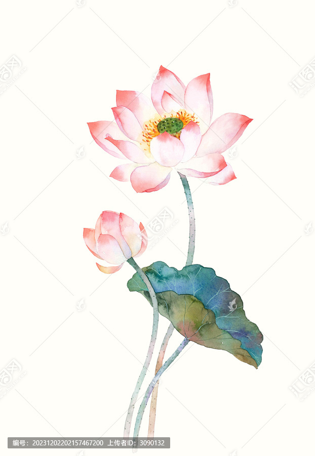 水彩繪畫荷花