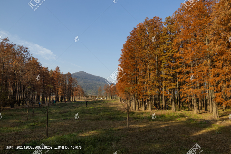 红杉池杉