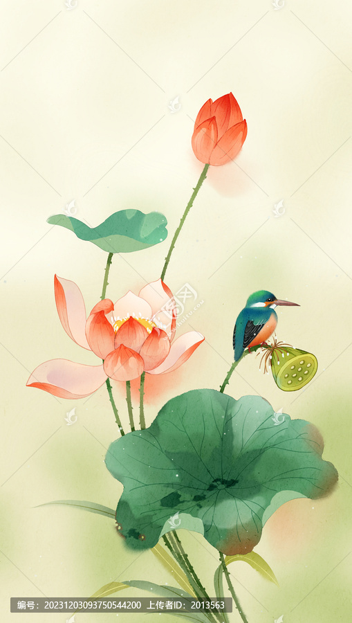 荷花插畫