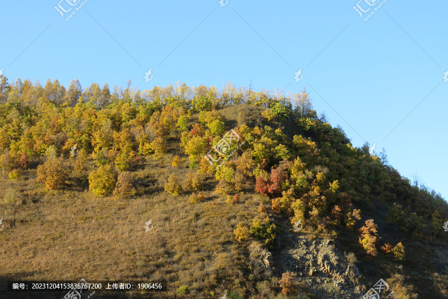 橡子山