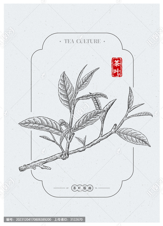 茶葉插畫