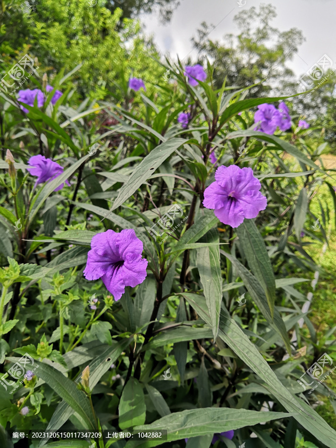 蓝花草