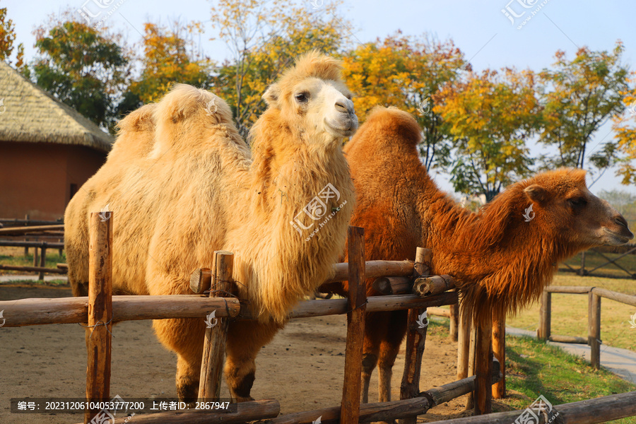 动物园骆驼