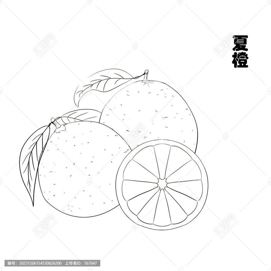 橙子線稿