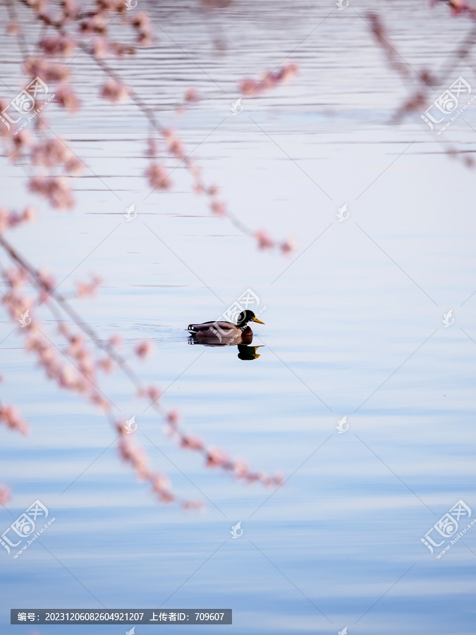 颐和园昆明湖的春天