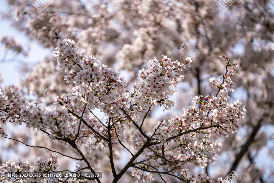 樱花特写