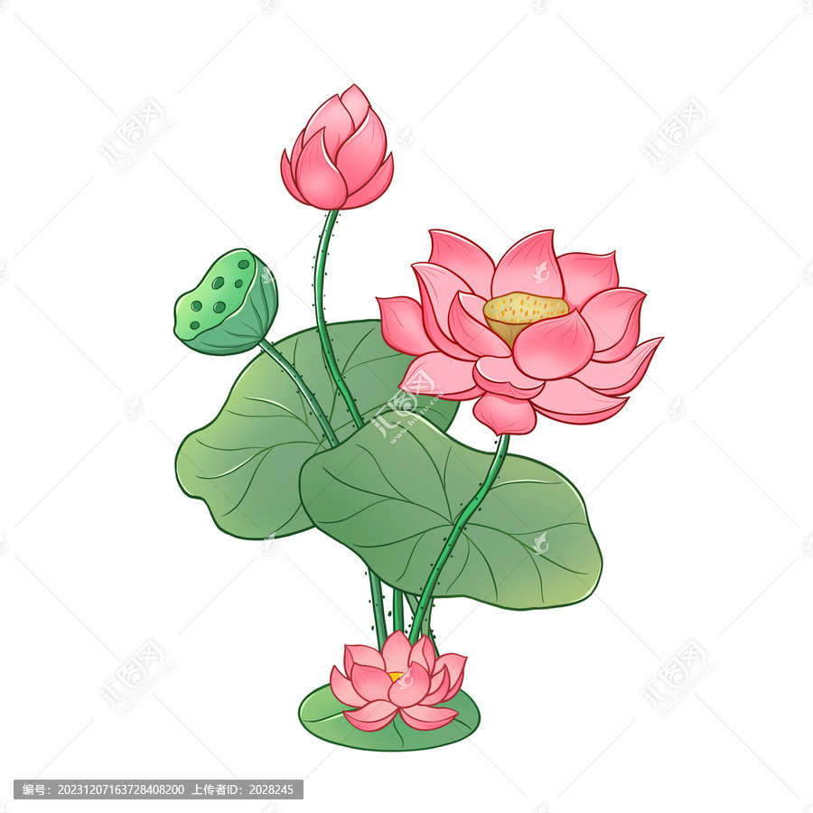 荷花