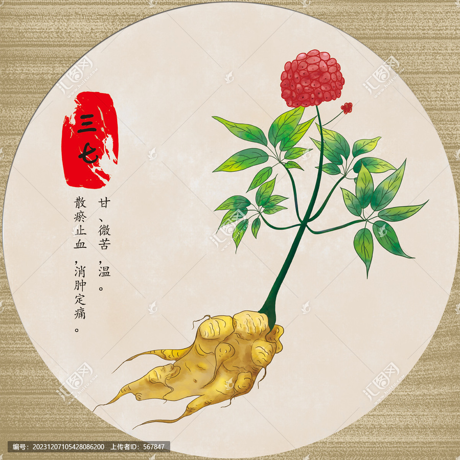 手繪中藥三七插畫