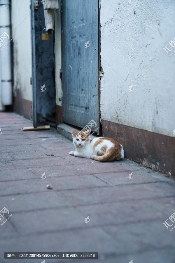 野猫流浪猫可爱萌宠