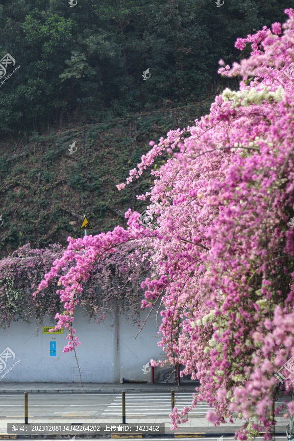 仙湖植物园停车场三角梅盛开