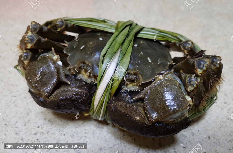 阳澄湖大闸蟹