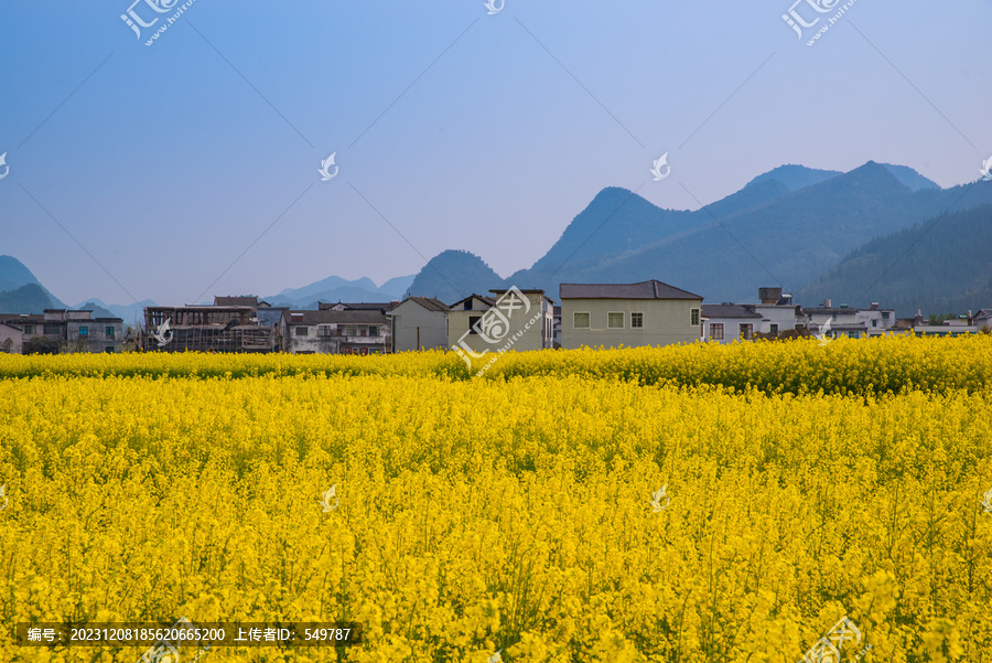 春季油菜花