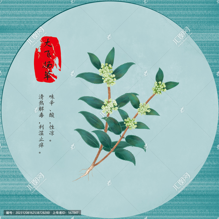 手繪大飛楊草