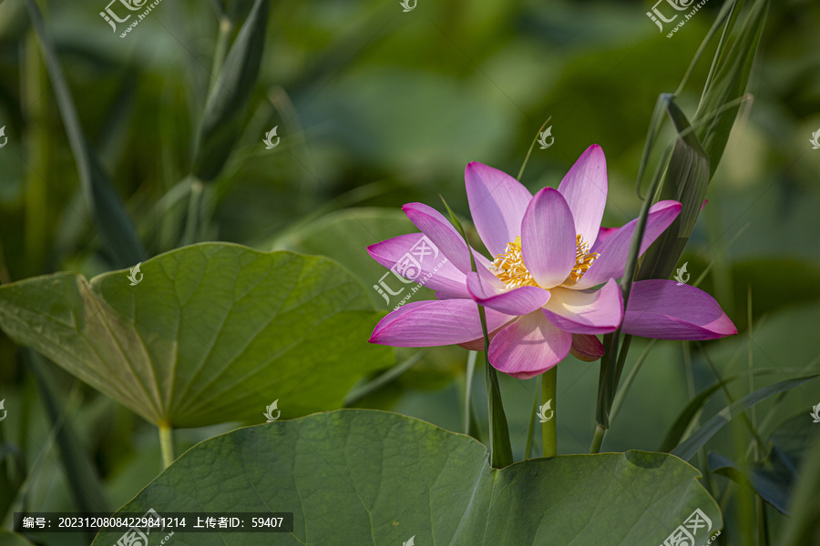 盛开的荷花