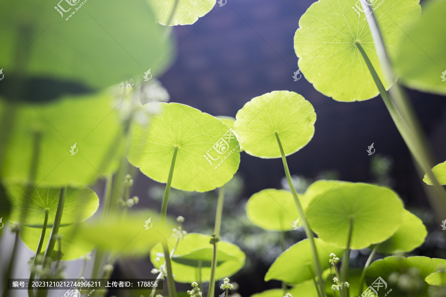 茂盛的铜钱草