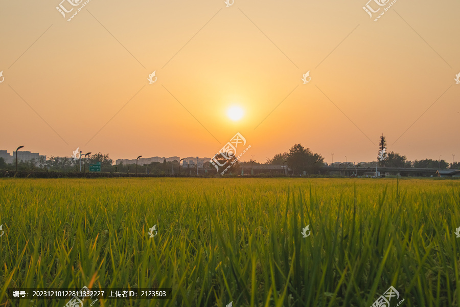 夕阳下的一片稻田