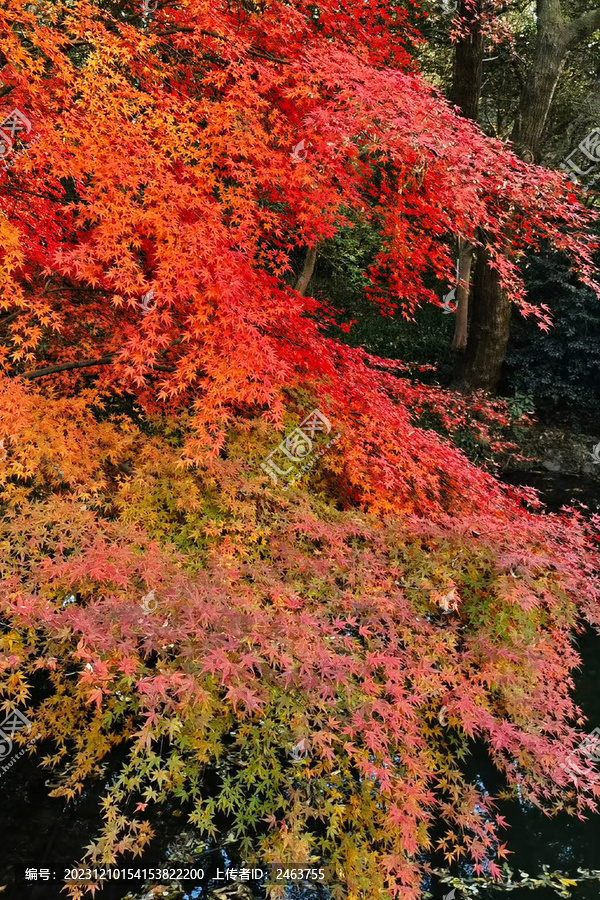 秋季紅楓