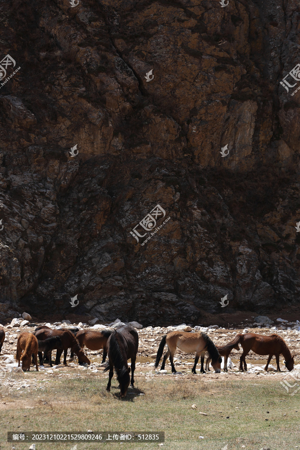 高山牧场