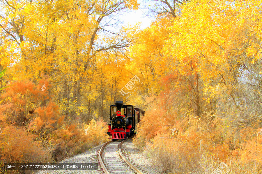 金色胡杨林中的小火车