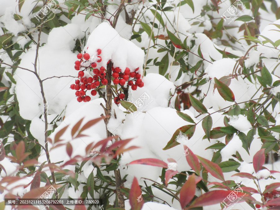 白雪