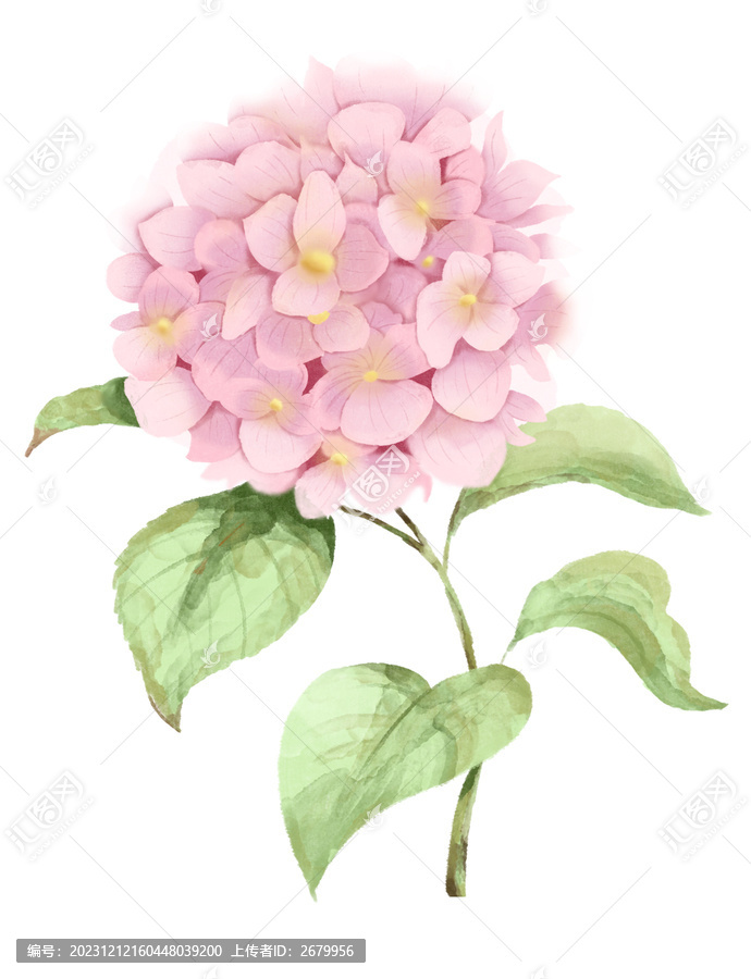 繡球花