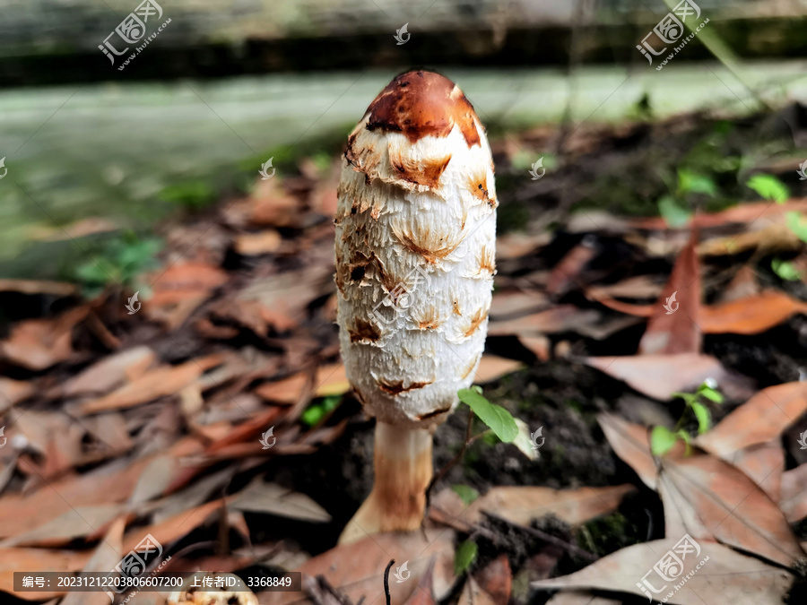 鸡腿蘑菇