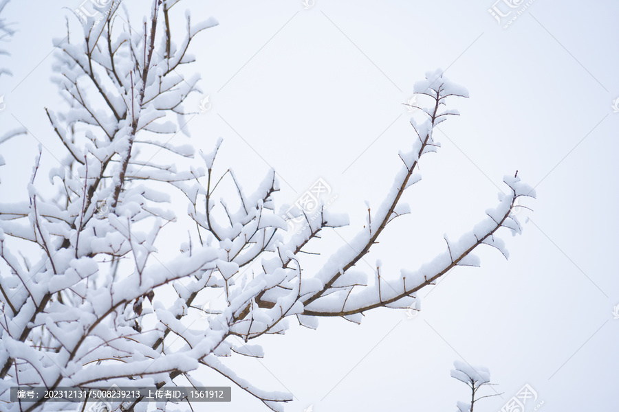 冬季雪景