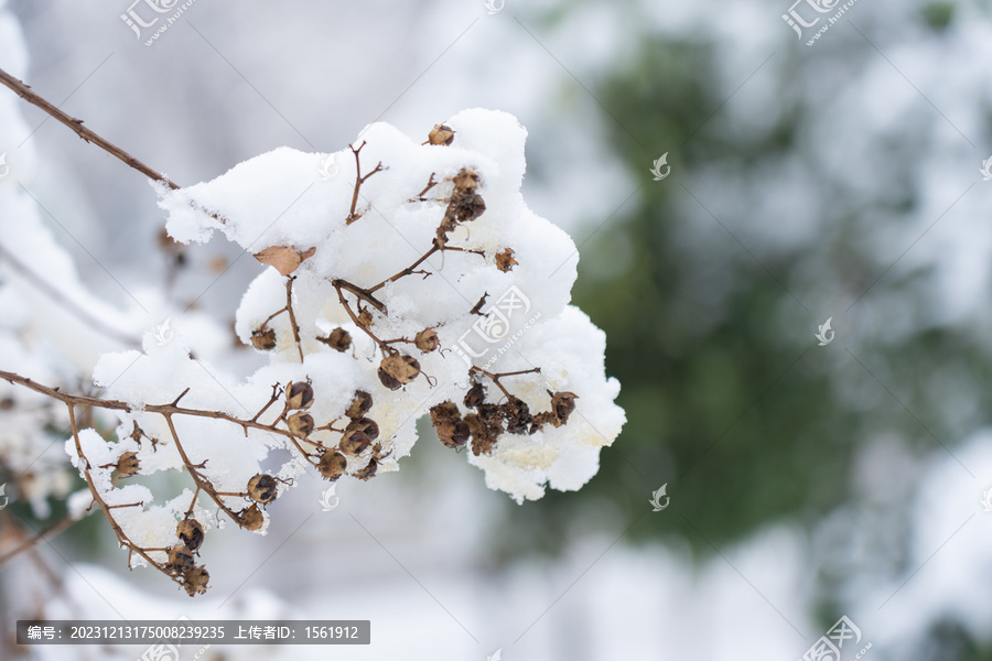 冬季雪景