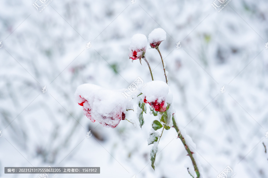 冬季雪景