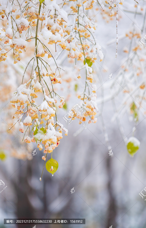 冬季雪景