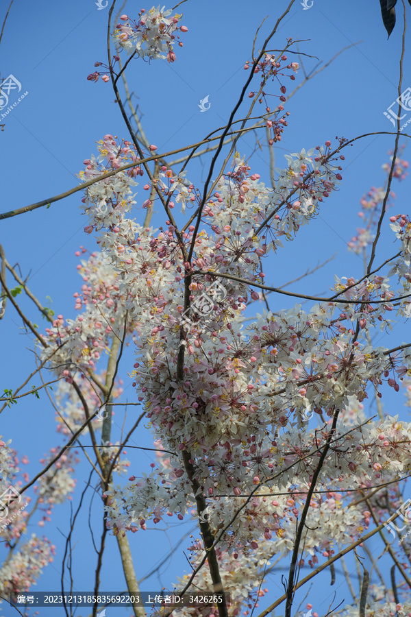 盛开的节荚决明花