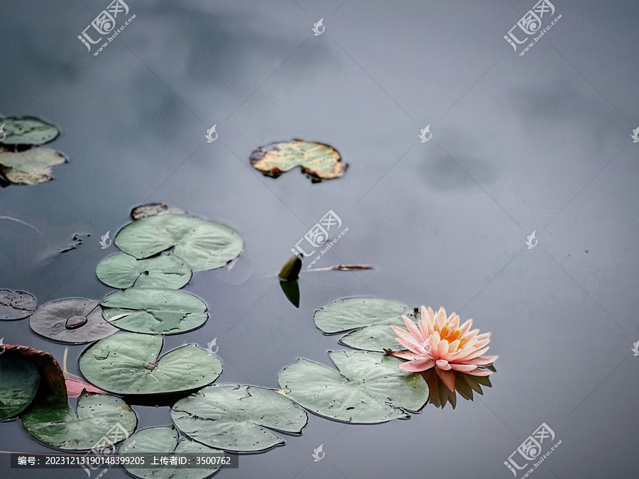 水墨莲花