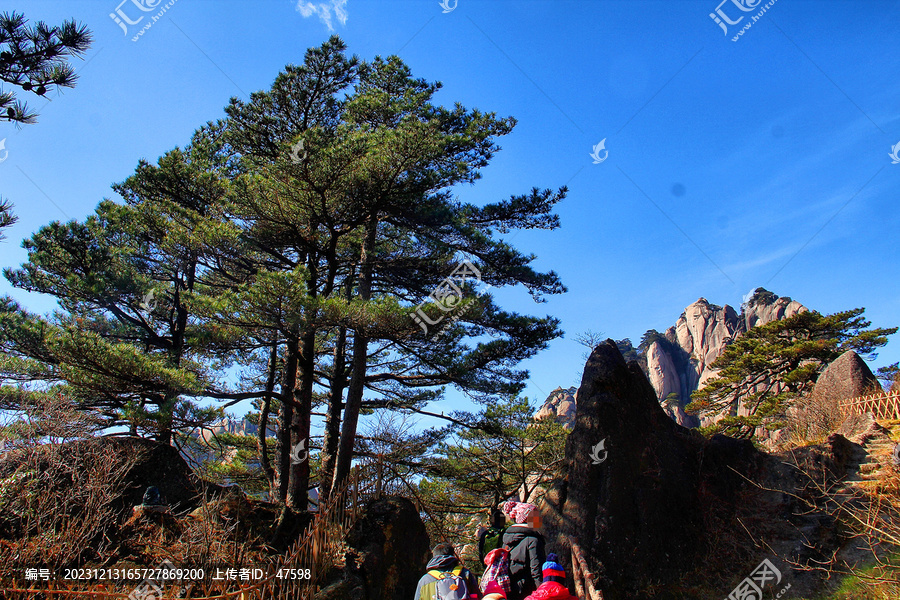 黄山松爬黄山