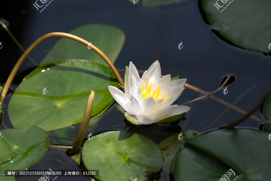 一朵白莲花