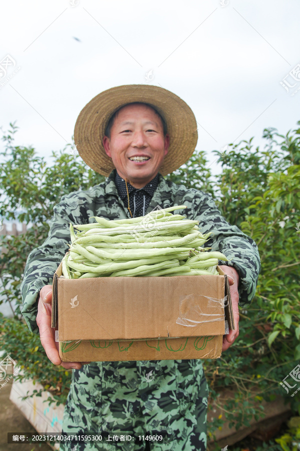 新鲜采摘的白芸豆角