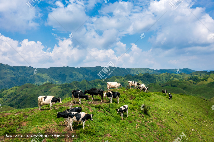 邵阳南山牧场草原成群奶牛景象