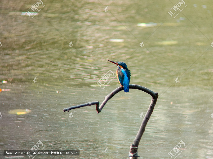 白颊鹎