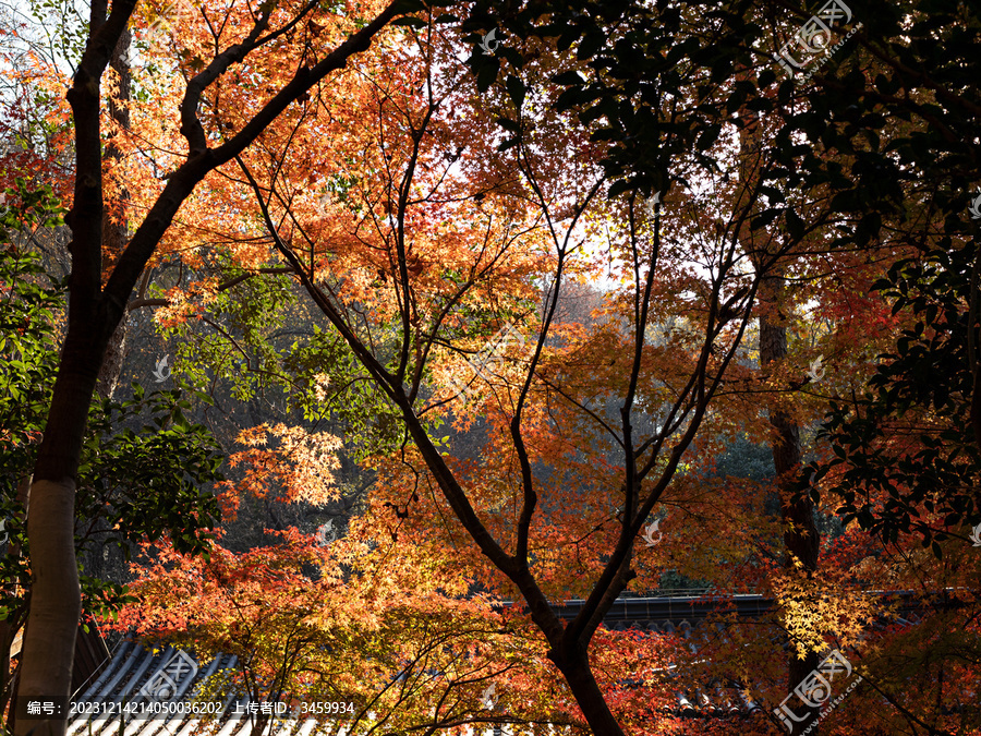 秋天森林里色彩斑斓的枫叶