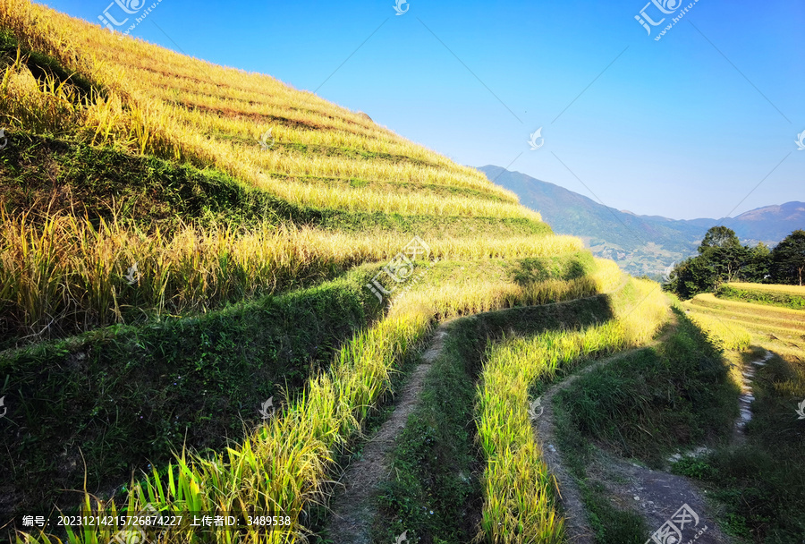 龙胜梯田